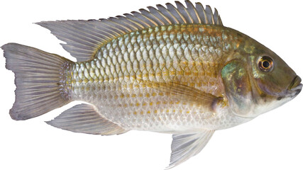 Tilapia Fish Isolated On Transparent Background