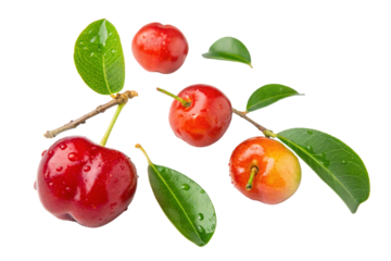Fresh tropical acerola cherries with green leaves isolated on white background, vibrant red fruit
