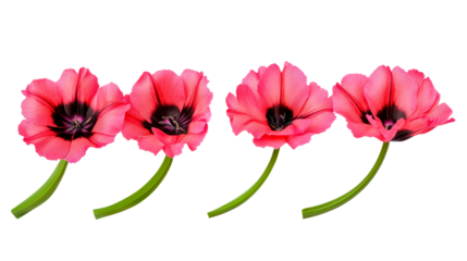 Pink flowers with black centers on a transparent background