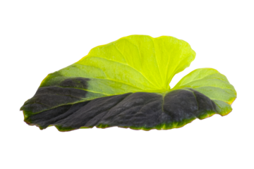 Green and black leaf with transparent background isolated