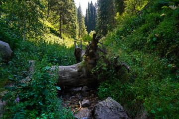 Part of an old withered tree. Mountainous terrain. The Tien Shan Mountains.