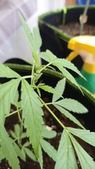 Nahaufnahme einer jungen Cannabispflanze im Indoor-Grow mit Fokus auf die Blätter und frühe...