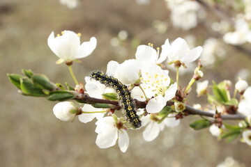 apple tree blossom