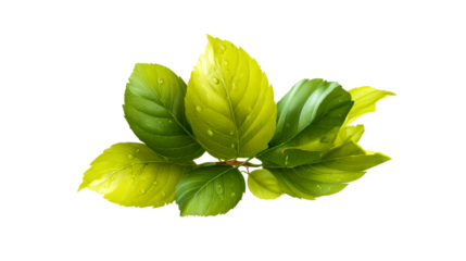Fresh green leaves with droplets on a transparent background