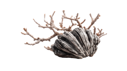 Unique coral structure with natural textures and forms