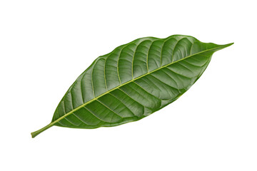 Obraz premium Close up of fresh green leaf isolated on black background for natural eco-friendly design concept