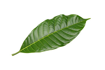 Obraz premium Lush green single leaf on pure black background showcasing natural beauty and intricate vein patterns