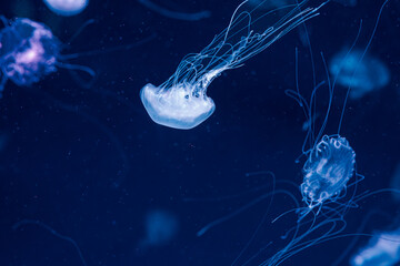underwater photography jellyfish Chrysaora lactea, Milk Sea Nettle