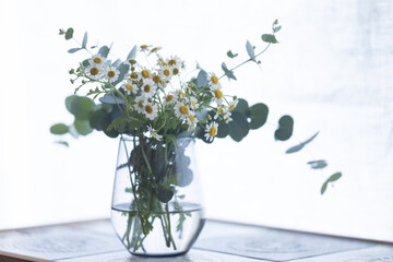 マトリカリアとユーカリ