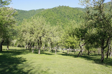 Fruit trees in the garden