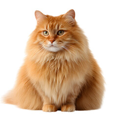 Fototapeta premium Fluffy orange cat sitting on black background fluffy cat