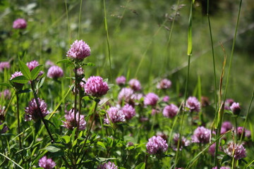 purple flowers in the field