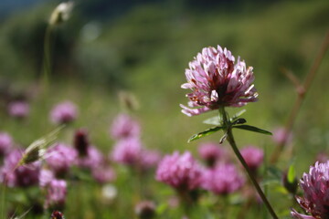 purple thistle flower