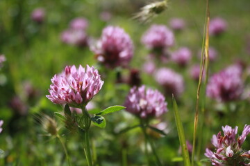 purple thistle flower