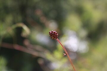 dragonfly on a flower