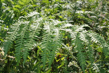 green fern leaves
