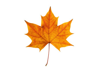 Obraz premium A singular, perfectly formed maple leaf, vibrant orange and deep yellow autumn hues, intricate veins, isolated against a transparent background with negative space, soft studio lighting, concept of