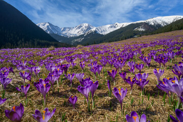View of a vibrant field of purple crocus flowers blooming beneath snow-capped mountains against a blue sky, Chocholowska valley, Lesser Poland Voivodeship, Poland.