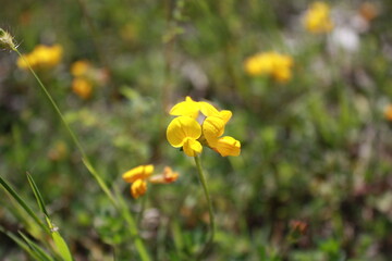 flowers in the field