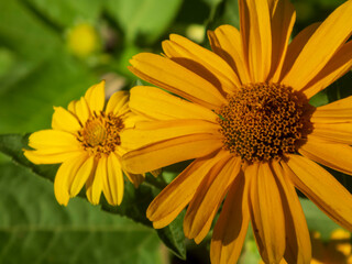 Bright Yellow False Sunflower with Detailed Petals