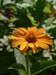 A close-up shot of a single orange flower.