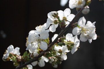 apple tree blossom