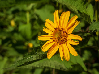 Helenium Flower with Bright Yellow Petals