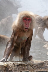 snow monkey