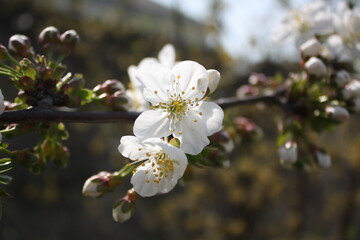 cherry tree blossom