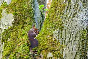A wild red squirrel is gnawing on a pine cone in a tree.