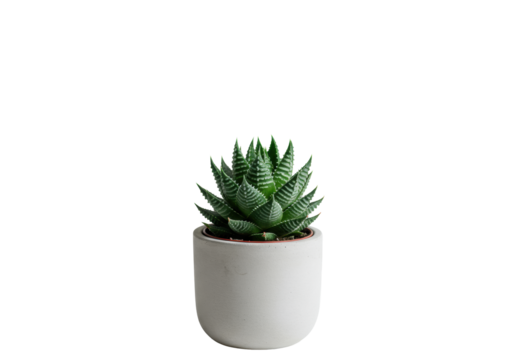 Vibrant green Haworthia succulent with intricate rosette patterns in a sleek white porcelain pot, isolated against a bright transparent seamless background. Concept of minimalist design - Powered by Adobe