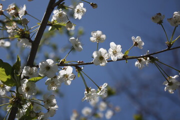 cherry tree blossom