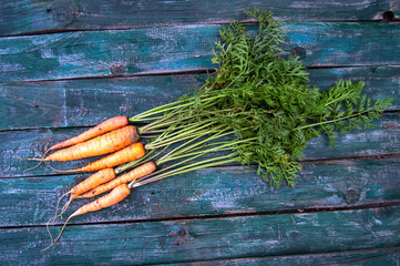fresh farmer carrot on an green wooden background