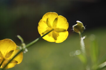 yellow tulip flower