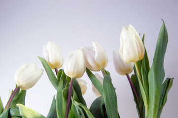 white tulips on a light background