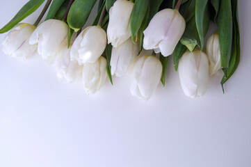 White tulips lie on a light, plain background