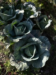 cabbage in the garden