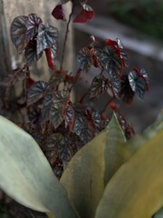 flower in the garden