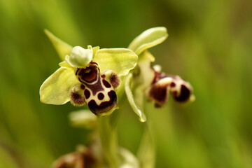 A close-up shot of the rare Ophrys kotschyi orchid, also known as Kotschy's bee-orchid. The unique flower mimics an insect to attract pollinators in its natural habitat.