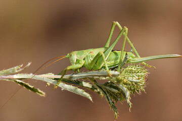 Green grasshopper on a dry plant. A detailed close-up shot of a bright green grasshopper perched on a dry, thorny plant in its natural habitat.