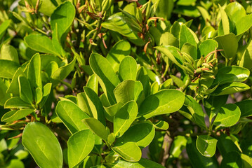 Laurel tree bush. Laurel leaves