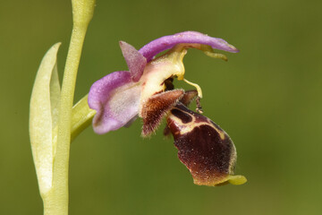 Close-Up of a Wild Bee Orchid Flower Macro, horizontal shot of a wild bee orchid flower, showcasing its intricate brown and pink petals, against a soft, green, and out-of-focus background © IbrahimAlkan
