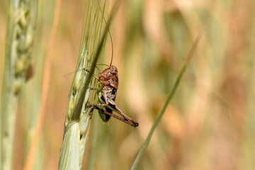 Hidden Grasshopper Clinging to Wheat Stalk. Close-up of a brown grasshopper clinging to a green wheat stalk in a golden field. insect's details are in sharp focus against a soft, blurred background