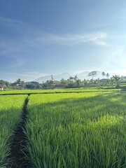 green field and blue sky