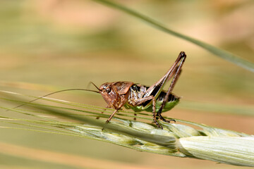 Green-legged grasshopper perched on a blade of wheat. Close-up view of green-legged grasshopper in its natural habitat, perched on single blade of wheat, with soft-focus background of a golden field.
