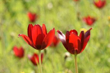 A vibrant photograph of two Tulipa cypria, or Cyprus tulips, with deep red petals, standing tall in a green meadow. A blurred bokeh effect highlights the delicate blooms.