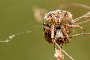 A macro shot of a fuzzy orb-weaver spider resting on a delicate plant stem. The spider's hairy body and intricate markings are clearly visible against a soft, green background.