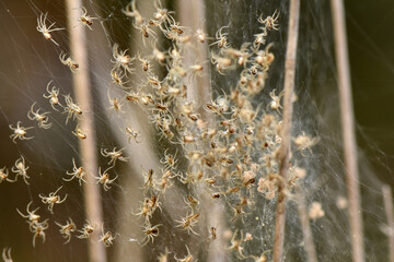 A dense cluster of newborn spider hatchlings, or spiderlings, on a silken web among dry grass stalks. The tiny arachnids are swarming together after emerging from their egg sac