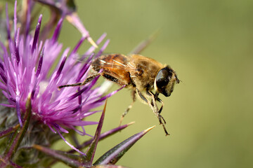 Detailed close-up shot of bee with striped body and transparent wings, collecting nectar from vibrant purple thistle flower. The bee is in sharp focus. 