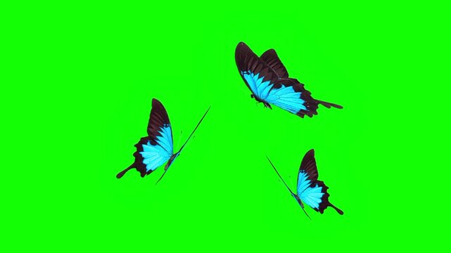 A beautiful animation of three blue butterflies flying gracefully against a vibrant green screen, perfect for chroma key compositing.